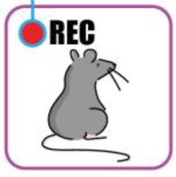 Publication pre-print: A novel fully automated system for lifelong continuous phenotyping of mouse cognition and behaviour
